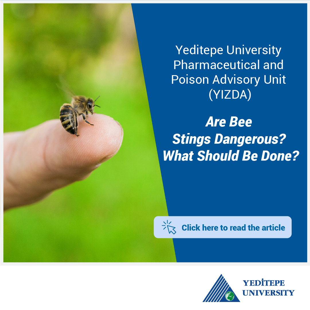 Are Bee Stings Dangerous? What Should We Do?